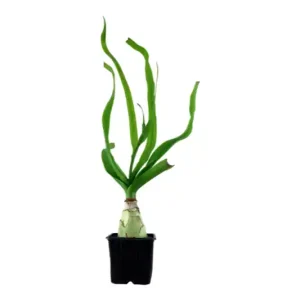 Preis Gesenkt Thai-Lilie, Crinum thaianum, Knolle