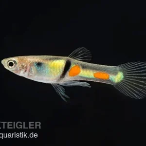 Heißes Angebot Endler Guppy El Tigre, Poecilia wingei, paarweise (Minifisch)