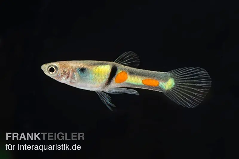 Heißes Angebot Endler Guppy El Tigre, Poecilia wingei, paarweise (Minifisch)