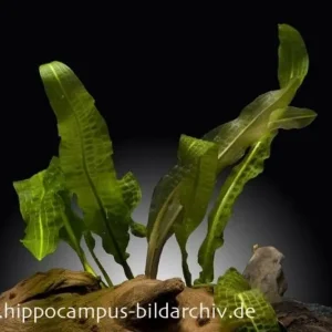 Heißes Angebot Boivins Wasserähre, Aponogeton boivinianus, Knolle