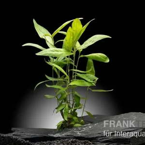 Neu Im Sortiment Dunkelroter Wasserknöterich, Persicaria sp. "Sao Paulo", im Topf