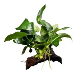 Zwergspeerblatt, Anubias nana, auf Holzwurzel M, ca. 8-14 cm Garantierte Lieferung