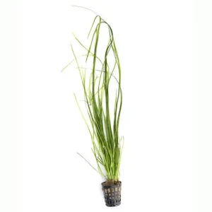Schmalblättrige Vallisnerie, Vallisneria nana, im Topf Meistverkauft