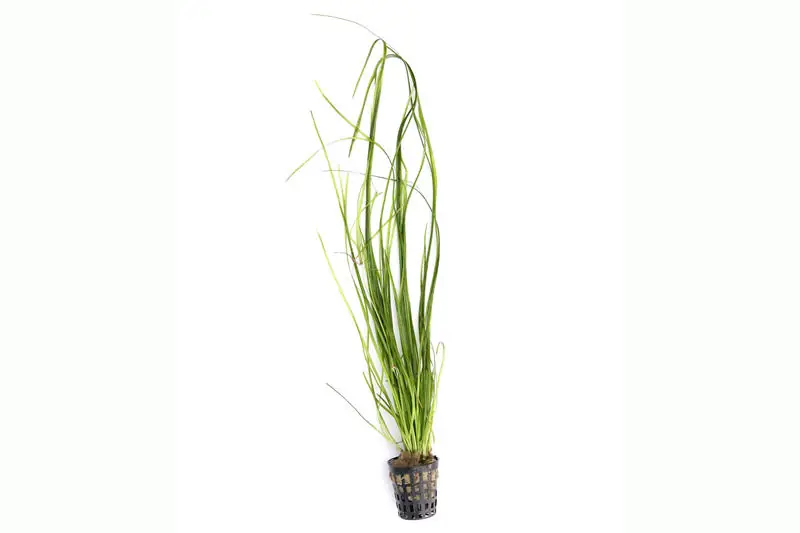 Schmalblättrige Vallisnerie, Vallisneria nana, im Topf Meistverkauft