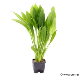 Breite Amazonaspflanze, Echinodorus bleheri, XL-Topf Mutterpflanze Sichere Zahlung