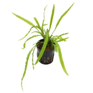 Genoppter Wasserkelch, Cryptocoryne crispatula var. balansae, im Topf Neu