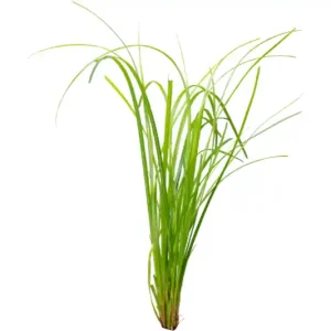 Online Kaufen Zyperngras, Cyperus helferi, im Topf