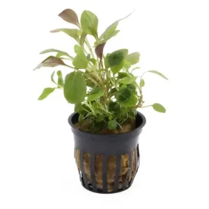 Knallerangebot Kardinalslobelie, Lobelia cardinalis, im Topf