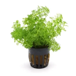 Günstig Kleine Ambulia, Limnophila sessiliflora, im Topf