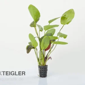 Geprüft Ozelot-Schwertpflanze, Echinodorus sp. Ozelot, im Topf