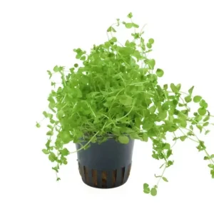 Top-Seller Perlenkraut, Micranthemum umbrosum, im Topf