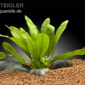 Riesenschwertpflanze, Echinodorus martii "Major", im Topf Aktuell