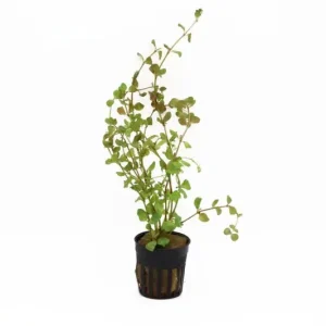 Billig Rundblättrige Rotala, Rotala rotundifolia, im Topf
