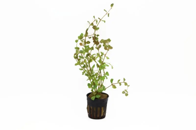 Billig Rundblättrige Rotala, Rotala rotundifolia, im Topf
