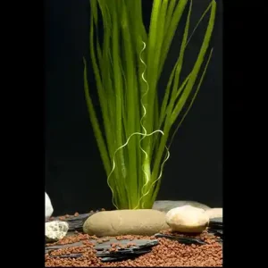 Sumpfschraube, Vallisneria spiralis, Bund Meistverkauft
