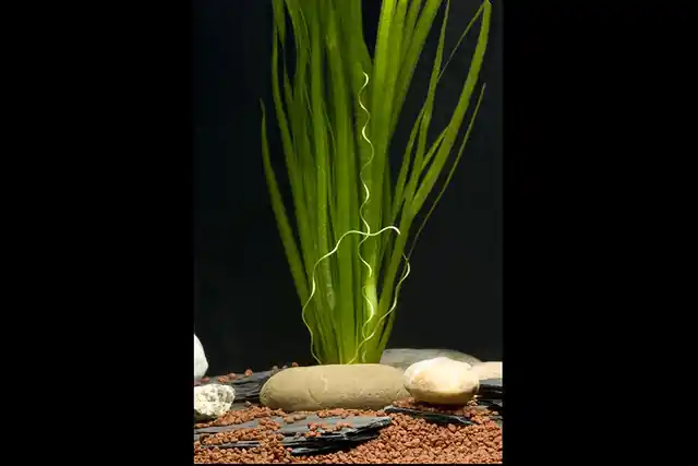 Sumpfschraube, Vallisneria spiralis, Bund Meistverkauft