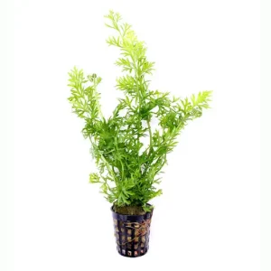 Must-Have Wasserhornfarn, Ceratopteris thalictroides, im Topf