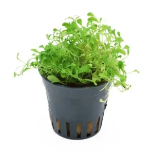 Preisreduziert Zungenblatt, Glossostigma elatinoides, im Topf