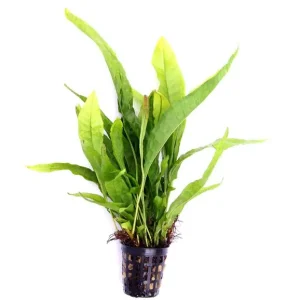 Wochenendangebot Javafarn, Microsorum pteropus, im Topf