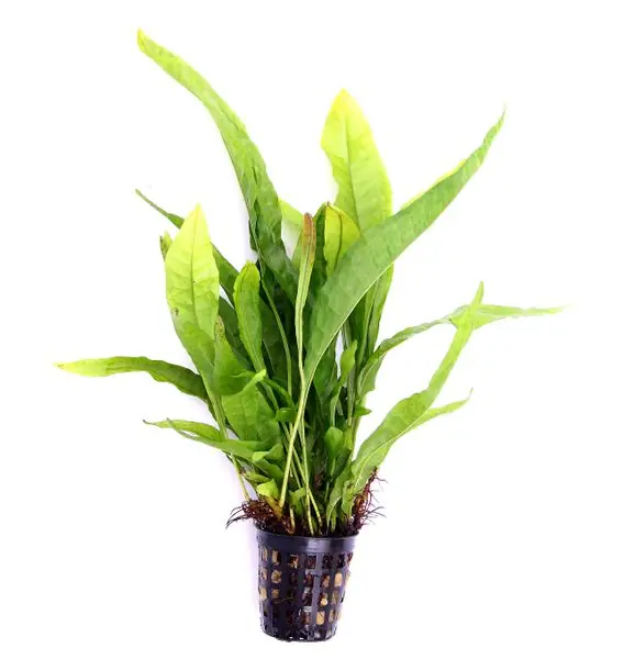 Wochenendangebot Javafarn, Microsorum pteropus, im Topf