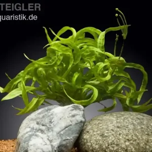 Kracherpreis Korkenzieher-Schwertpflanze, Helanthium bolivianum "Vesuvius", im Topf