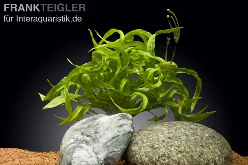 Kracherpreis Korkenzieher-Schwertpflanze, Helanthium bolivianum "Vesuvius", im Topf