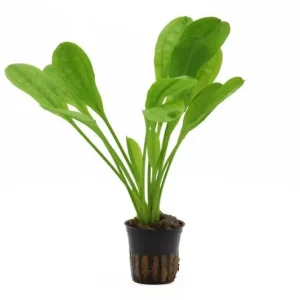 Echt Samolus Schwertpflanze, Echinodorus grisebachii "Tropica", im Topf