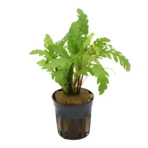 Gefiederter Wasserfreund, Hygrophila pinnatifida, im Topf Günstig