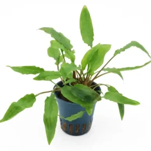 Mega-Angebot Härtels Wasserkelch, Cryptocoryne affinis, im Topf