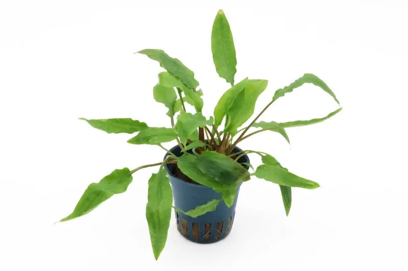 Mega-Angebot Härtels Wasserkelch, Cryptocoryne affinis, im Topf