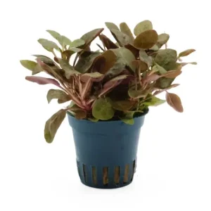 Mini-Kardinalslobelie, Lobelia cardinalis "Mini", im Topf Direkt Vom Hersteller