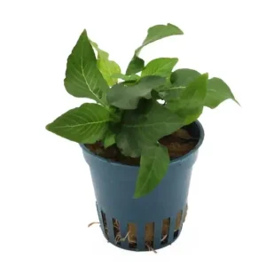 Jetzt Bestellen Kurzstängeliger Wasserfreund, Hygrophila corymbosa "Kompakt", im Topf