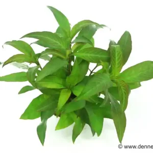 Kirschblatt-Riesenwasserfreund, Hygrophila corymbosa "Stricta", im Topf Jetzt Kaufen
