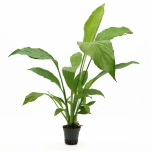 Einblatt, Spathiphyllum wallisii (Terrariumpflanze) Solange Der Vorrat Reicht