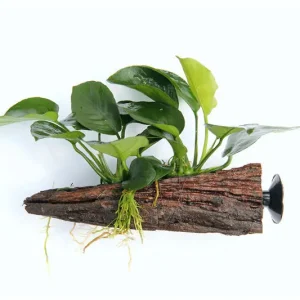 Versand Am Gleichen Tag Anubias barteri auf Wurzel mit Sauger, ca. 16x7x15 cm