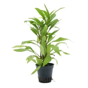 Großer Wasserfreund, Hygrophila angustifolia, im Topf Schnäppchen