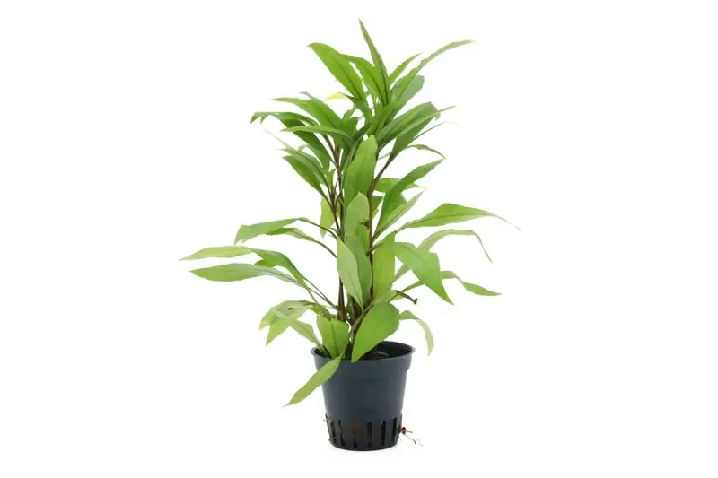 Großer Wasserfreund, Hygrophila angustifolia, im Topf Schnäppchen