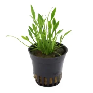 Neuheit Zwergwasserkelch, Cryptocoryne parva, im Topf
