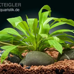 Zwergamazonaspflanze, Echinodorus quadricostatus, im Topf Mega-Angebot