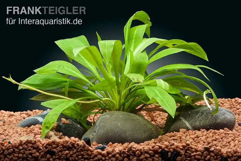 Zwergamazonaspflanze, Echinodorus quadricostatus, im Topf Mega-Angebot