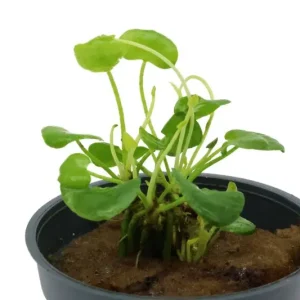 Flipper-Lotus, Nymphoides sp. "Taiwan", im Topf (Auslaufartikel) Begrenztes Angebot