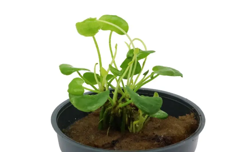 Flipper-Lotus, Nymphoides sp. "Taiwan", im Topf (Auslaufartikel) Begrenztes Angebot