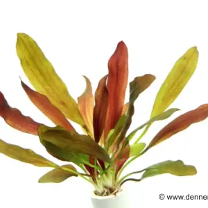 Rabatt Echinodorus "Red Chamäleon", im Topf