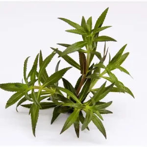 Aromatischer Sumpffreund, Limnophila aromatica, im Topf Top-Seller