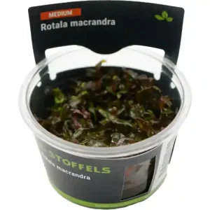 Dichtblättrige Rotala, Rotala macrandra, In Vitro Top-Preis