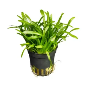 Flutendes Pfeilkraut, Sagittaria subulata, im Topf Must-Have