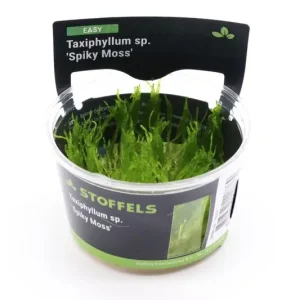 Top-Angebot Spiky-Moos, Taxiphyllum spiky, In Vitro