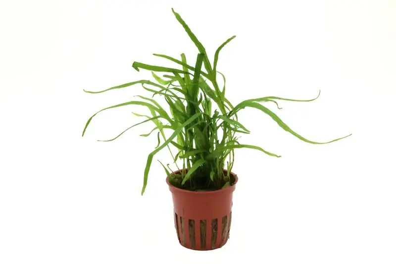 Tridentfarn, Microsorum pteropus "Trident", im Topf Garantierte Lieferung