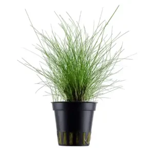 Neue Ware Zwergnadelsimse, Eleocharis parvula/pusilla, im Topf