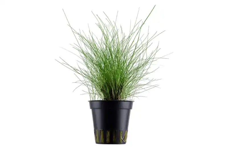 Neue Ware Zwergnadelsimse, Eleocharis parvula/pusilla, im Topf